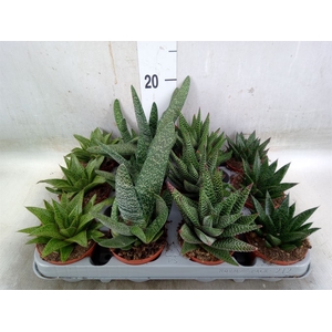 Aloe   ...mix