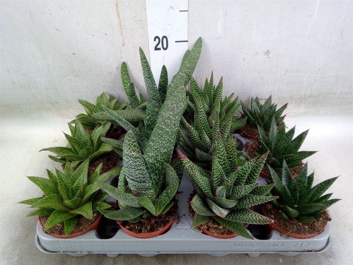 <h4>Aloe   ...mix</h4>