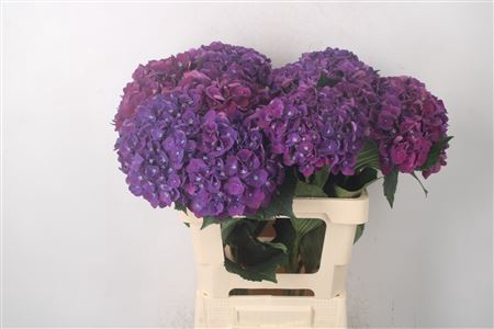 <h4>Hydr M Mon Amour Purple</h4>