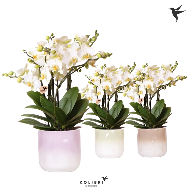 <h4>Kolibri Orchids Phalaenopsis Lausanne in Gradience pot mix</h4>