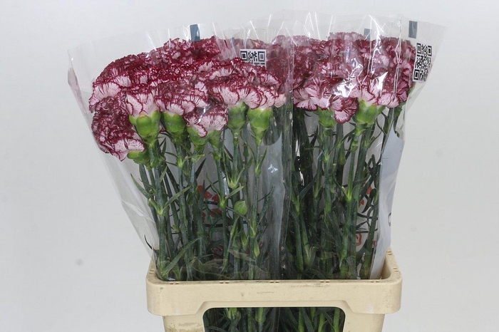 <h4>Dianthus St Olympia</h4>
