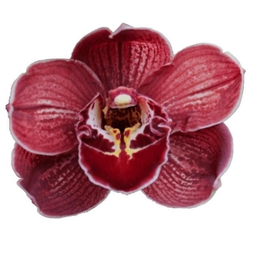 Ethernal Red