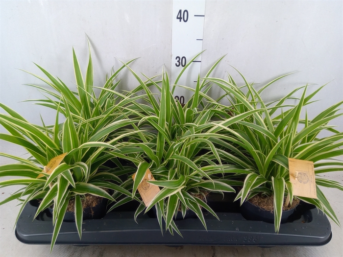<h4>Chlorophytum com. 'Ocean'</h4>