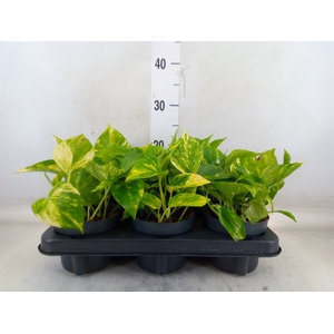 Epipremnum pinn. 'Hicolor'
