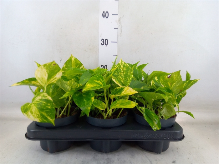 <h4>Epipremnum pinn. 'Hicolor'</h4>