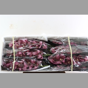 Cymb Dark Pink 12/15 Bl Per Tak