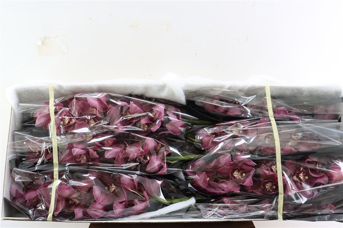 <h4>Cymb Dark Pink 12/15 Bl Per Tak</h4>