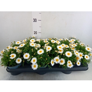 Argyranthemum  'La Rita White'
