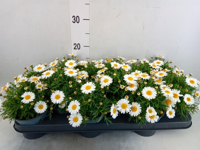 <h4>Argyranthemum  'La Rita White'</h4>