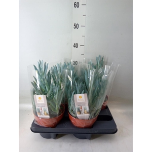 Curio ficoides 'Mount everest'