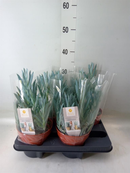 <h4>Curio ficoides 'Mount everest'</h4>