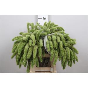 Setaria It Voll Melk