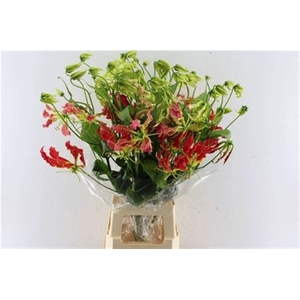 Gloriosa Southern Wind Japan