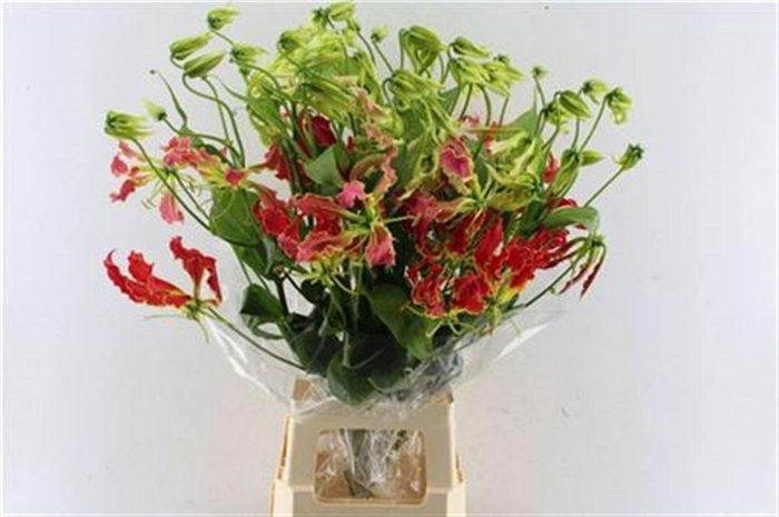 <h4>Gloriosa Southern Wind Japan</h4>