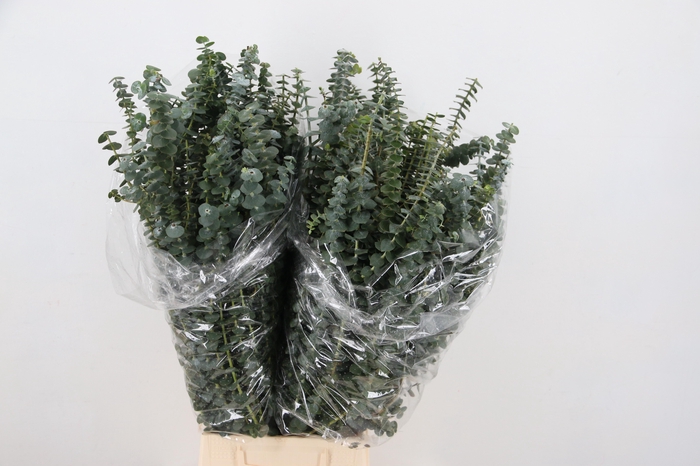 <h4>EUC BABY BLUE 200GR</h4>