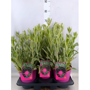 Lychnis flos-jovis 'Nana'