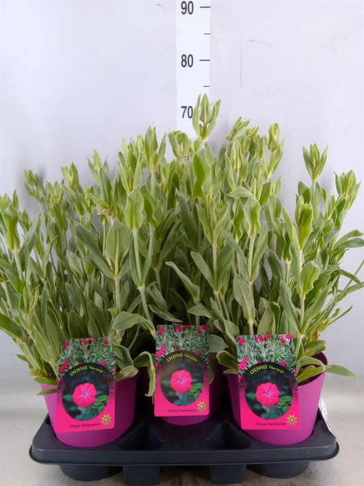<h4>Lychnis flos-jovis 'Nana'</h4>