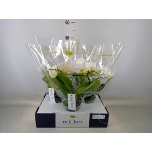 Phalaenopsis   ...white