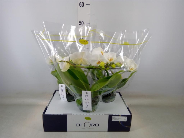 <h4>Phalaenopsis   ...white</h4>