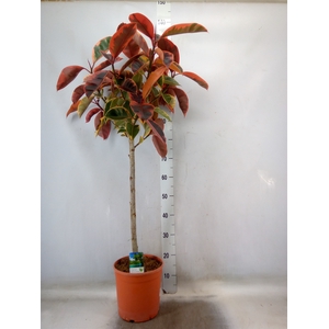 Ficus   ...