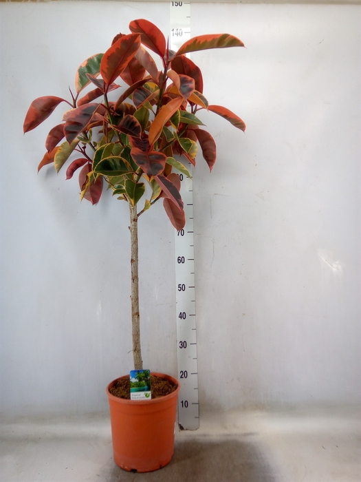 <h4>Ficus   ...</h4>