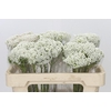 Ozothamnus Booming White