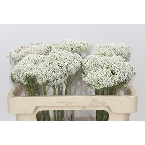Ozothamnus Booming White