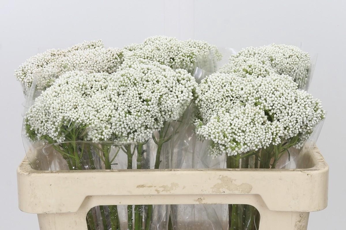 Ozothamnus Booming White