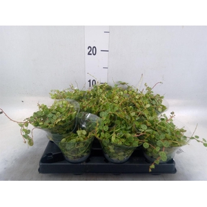 Peperomia pros.