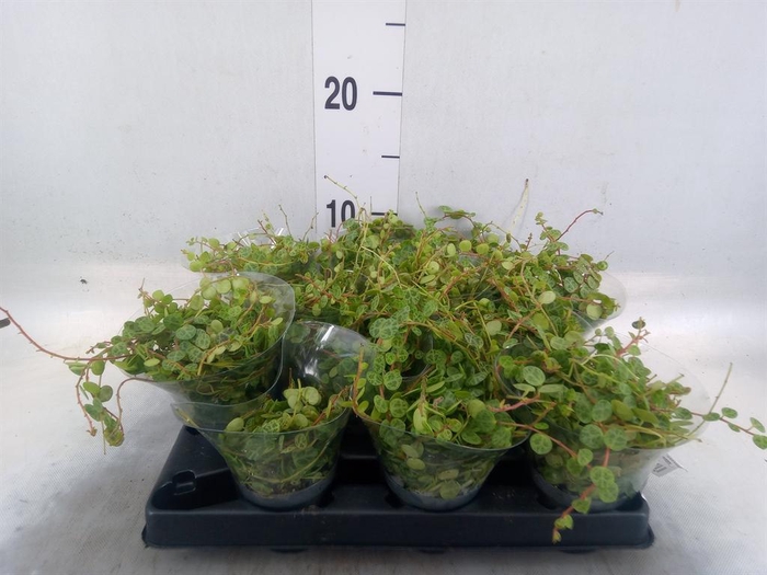 <h4>Peperomia pros.</h4>