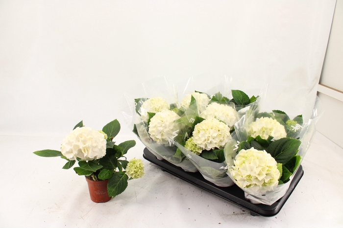 <h4>HYDR M HI WHITE SUN</h4>