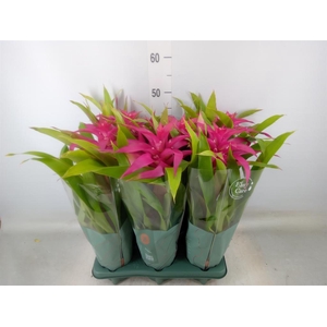 Guzmania  'Deseo Pink'