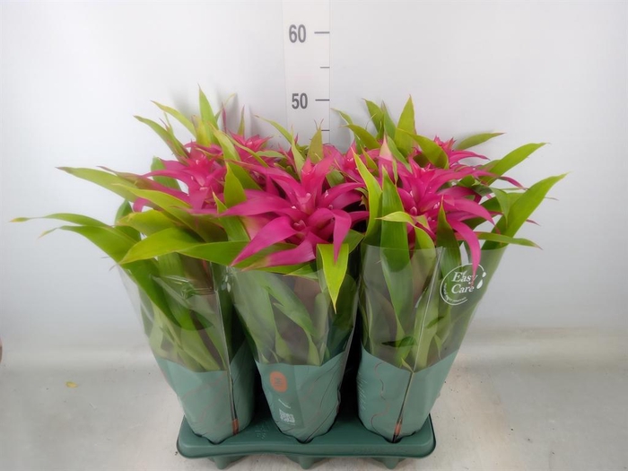 <h4>Guzmania 'Deseo Pink'</h4>