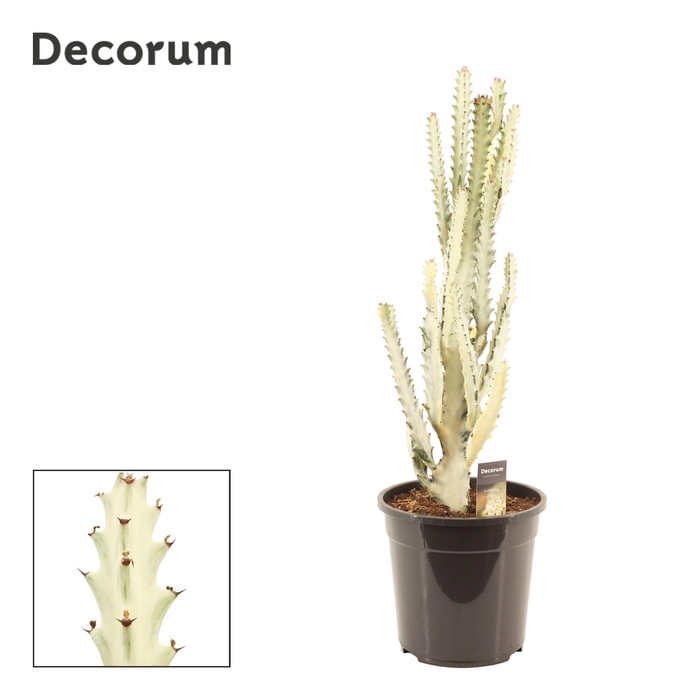 <h4>Euphorbia Lactea 24 cm Ghost (Decorum)</h4>