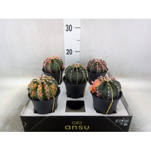 Gymnocalycium mihanov. 'Japan'  mix