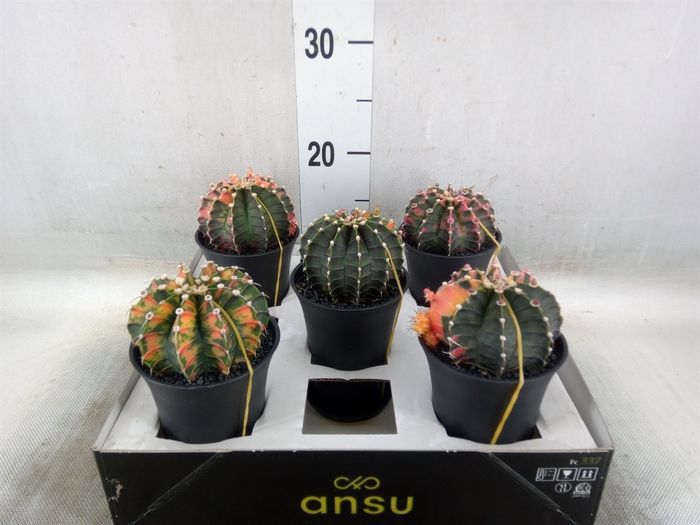 <h4>Gymnocalycium mihanov. 'Japan'  mix</h4>