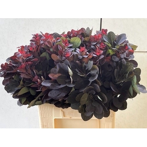 COTI C ROYAL PURPLE