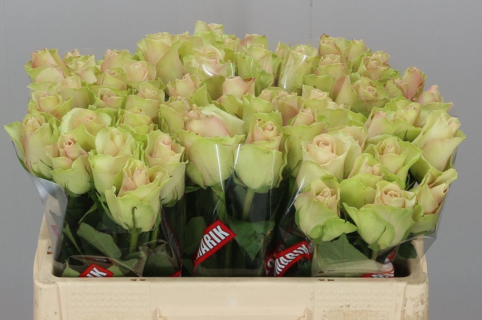 <h4>R Gr La Belle</h4>