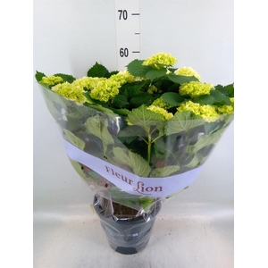 Hydrangea mac. 'Crystal Palace'