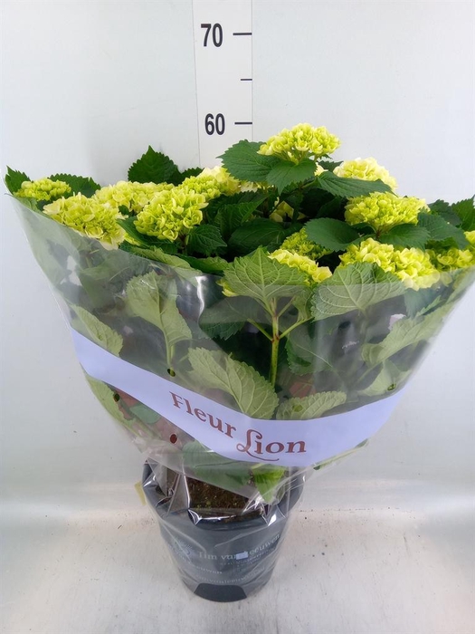 <h4>Hydrangea mac. 'Crystal Palace'</h4>