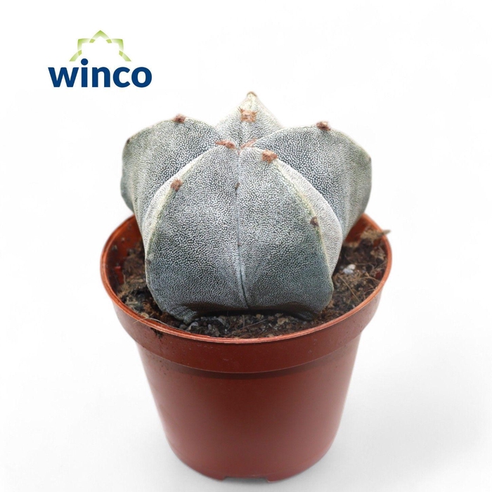 <h4>ASTROPH MYRIOSTIGMA</h4>