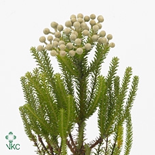 <h4>Kaaps Berzelia</h4>