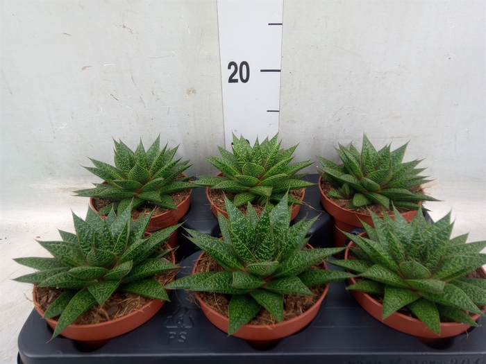 <h4>xGasteraloe  'Noa'</h4>