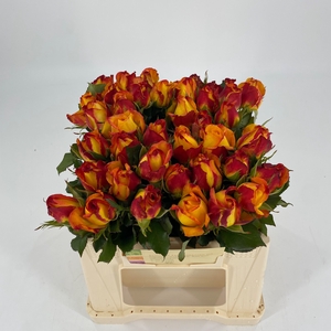 R GR MAGMA FREELAND