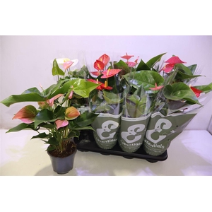 arr8 Anthu An Gem 4 Kl