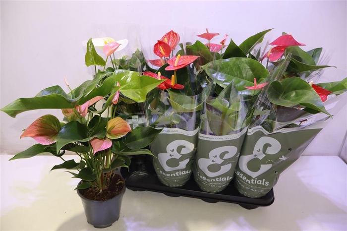 <h4>arr8 Anthu An Gem 4 Kl</h4>