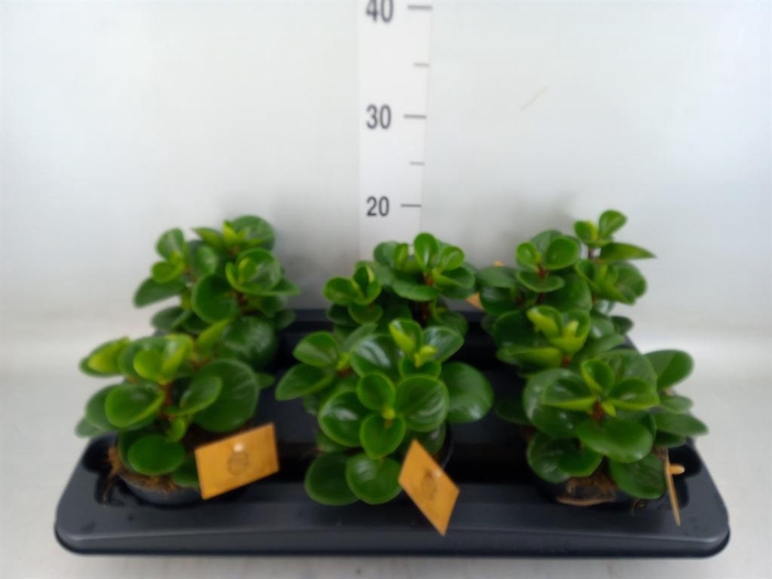<h4>Peperomia obt. 'Green Gold'</h4>