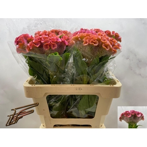 CEL C CLUBS COCKTAIL