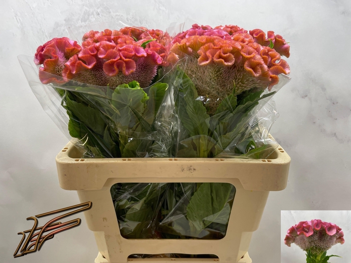 <h4>CEL C CLUBS COCKTAIL</h4>