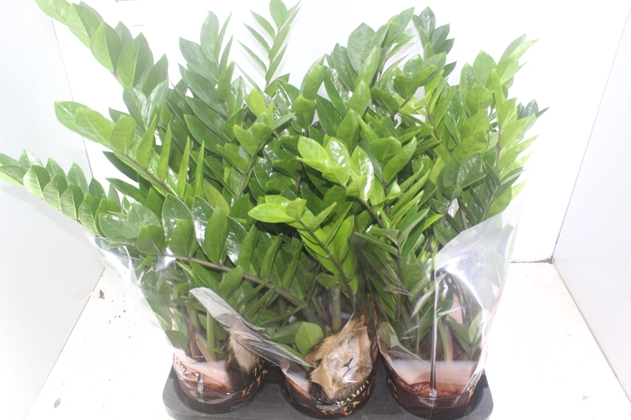 <h4>ZAMIOCULCAS P17</h4>